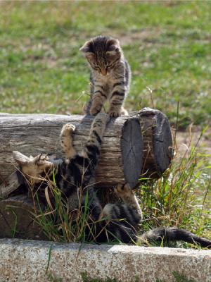 Прикрепленное изображение: P9085681.jpg